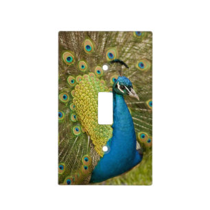 Peacock strutting switch plate covers