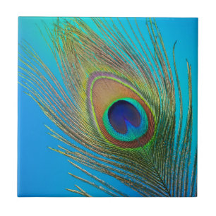 Peacock Tail Feather Tile