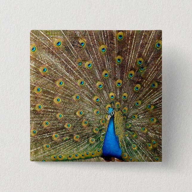 Peacock Tail Feathers 15 Cm Square Badge (Front)