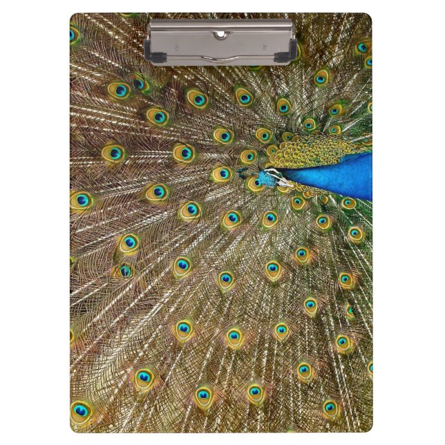 Peacock Tail Feathers Clipboard (Front)