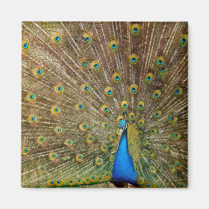 Peacock Tail Feathers Magnet