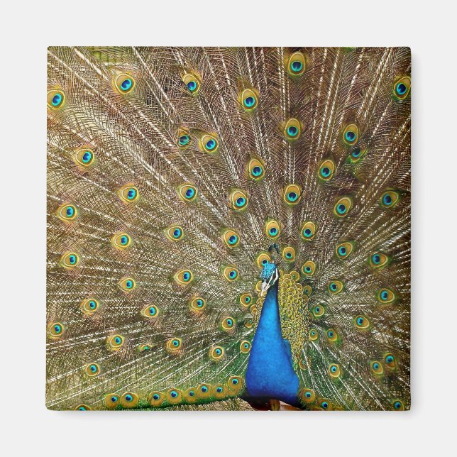 Peacock Tail Feathers Magnet (Front)