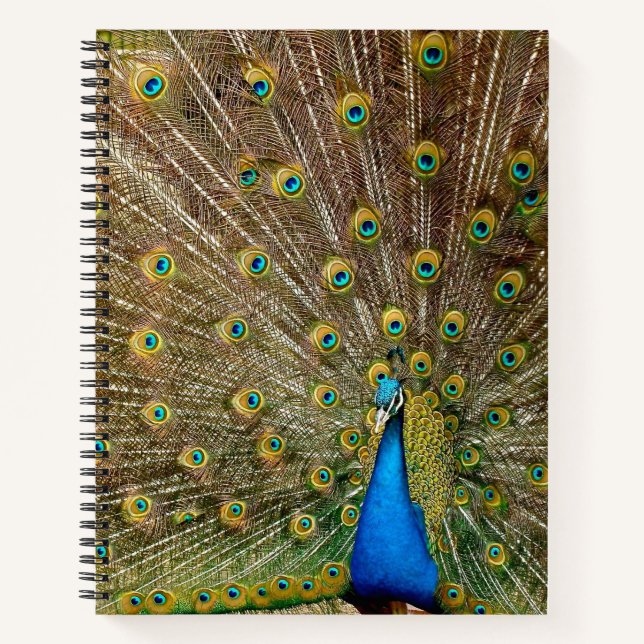 Peacock Tail Feathers Notebook (Front)