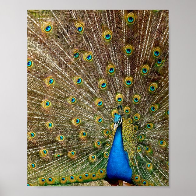 Peacock Tail Feathers Poster (Front)
