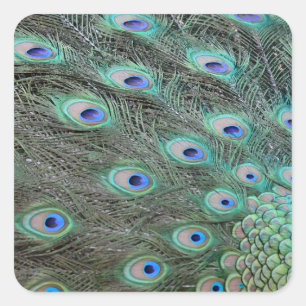 Peacock tail feathers square sticker