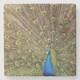 Peacock Tail Feathers Stone Coaster