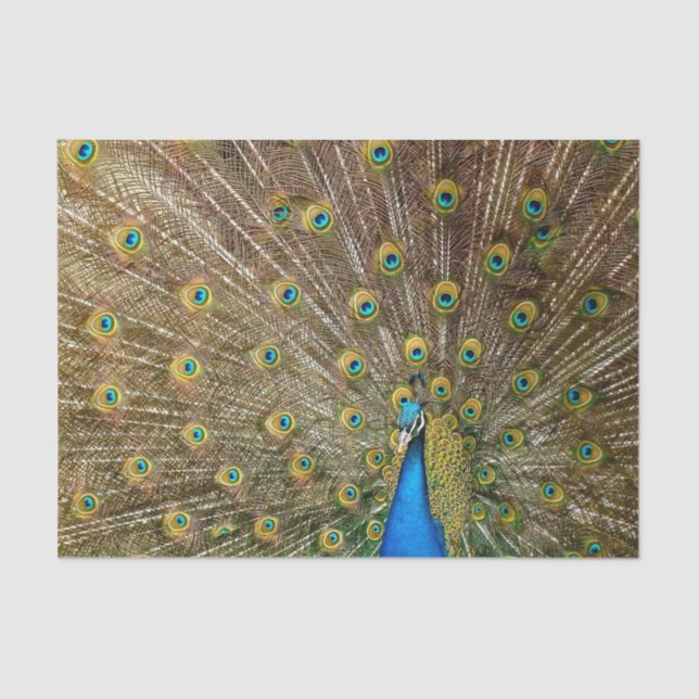 Peacock Tail Feathers Tissue Paper (Front)