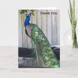 Peacock Thank You Card
