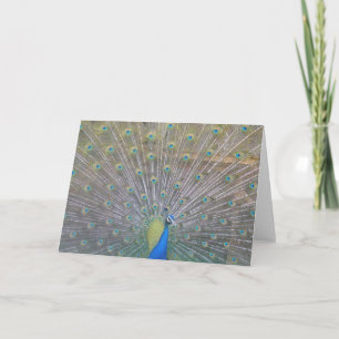 Peacock Thank You Card
