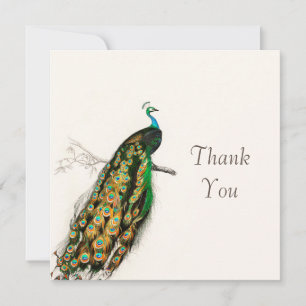 Peacock Thank You Vintage Art Illustration Card