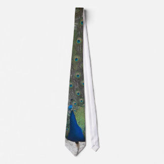 Peacock Tie