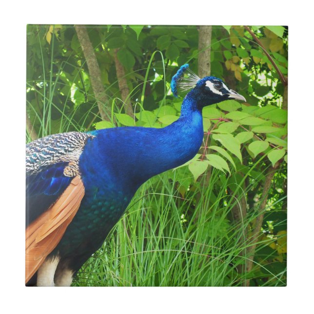 Peacock Tile (Front)