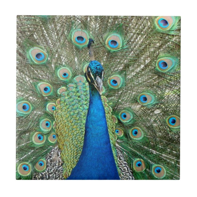 Peacock Tile (Front)