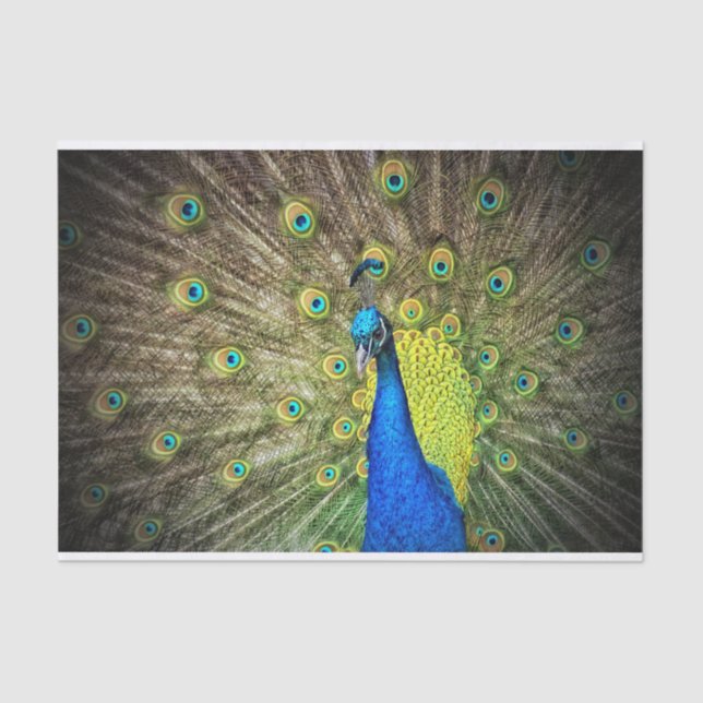 Peacock Tissue Paper (Front)