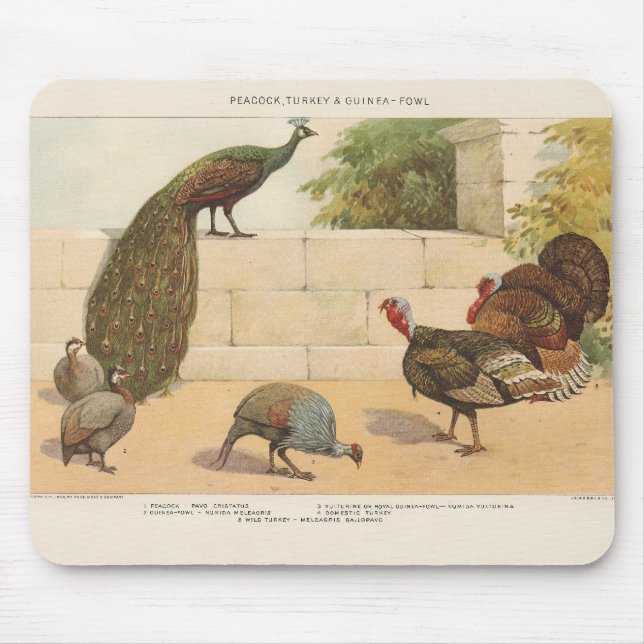 Peacock,Turkey, & Guinea Fowl Mouse Pad (Front)