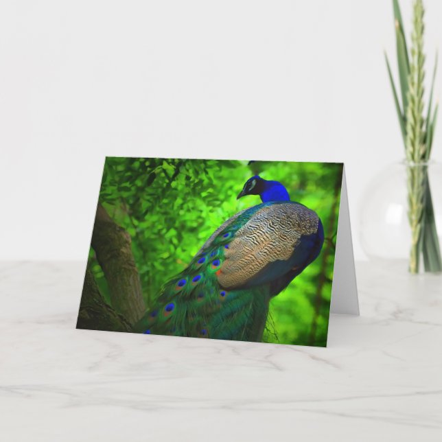 peacock up a tree card (Front)