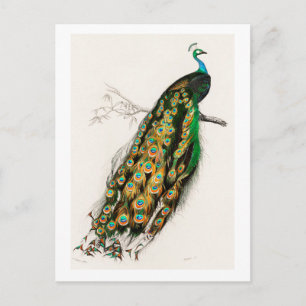 Peacock Vintage Art Illustration Postcard