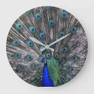 Peacock Wall Clock