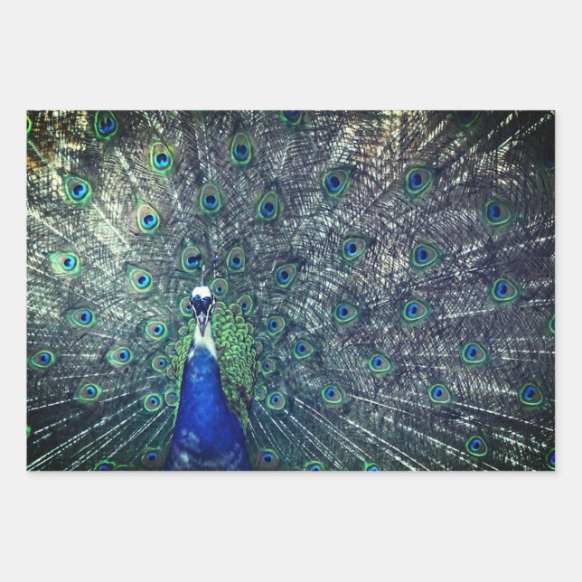 Peacock Wrapping Paper (Front)