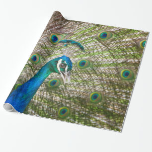 Peacock Wrapping Paper