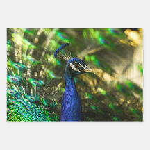 Peacock wrapping paper 