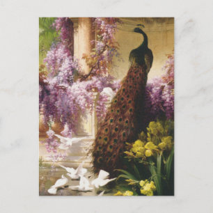 Peacocks and Doves Postcard