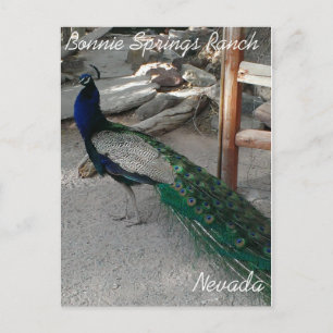 Peacocks at Bonnie Springs Nevada - Postcard