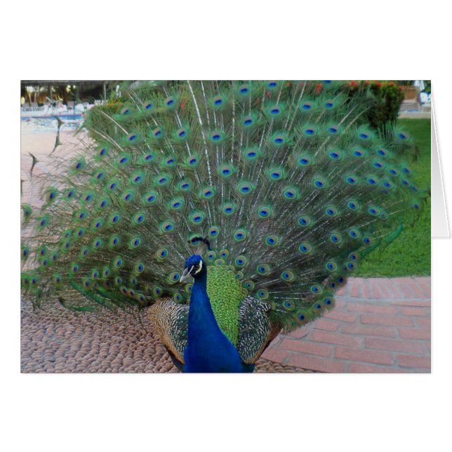 Peacocks in Mexico (Front Horizontal)