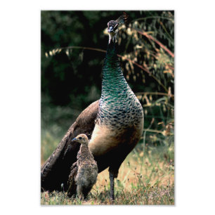 Peacocks Photo Print
