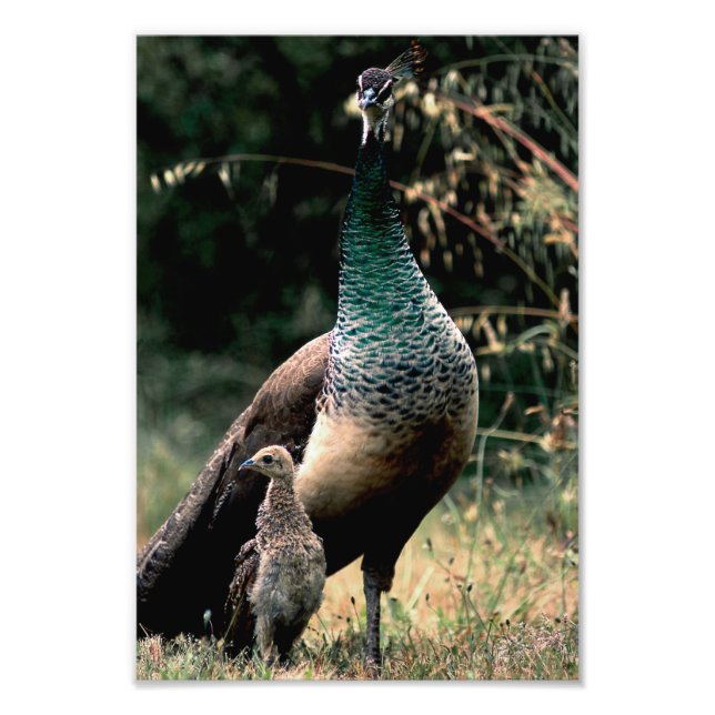 Peacocks Photo Print (Front)