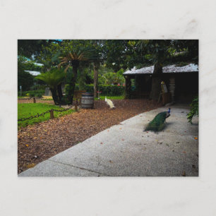 Peacocks Roaming at Fountain of Youth Postcard