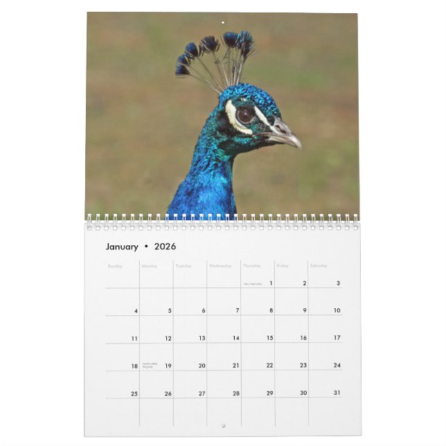 Peacocks Wall Calendar (Jan 2026)