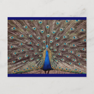 Peacok Postcard