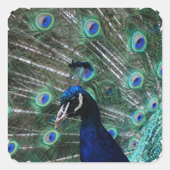 Peafowl Bird Stickers (Front)
