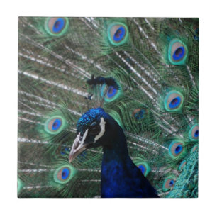 Peafowl Bird Tile