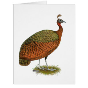 Peafowl: Congo Peahen