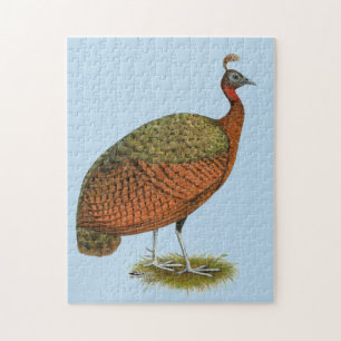 Peafowl: Congo Peahen Jigsaw Puzzle