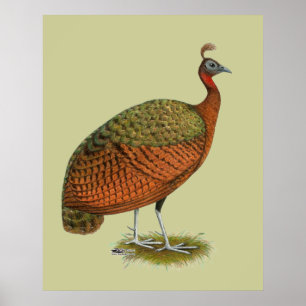 Peafowl:  Congo Peahen Poster