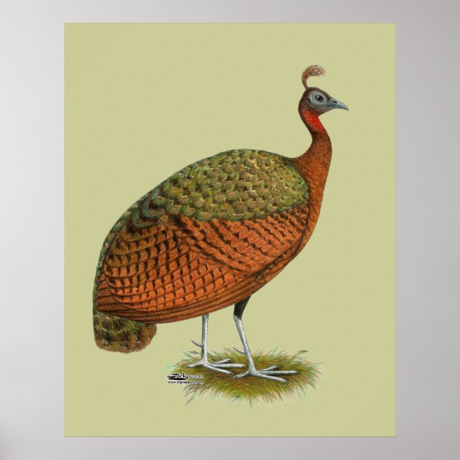 Peafowl:  Congo Peahen Poster (Front)