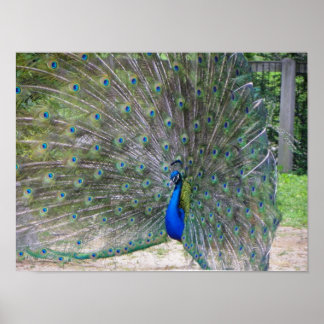 peafowl in full bloom poster