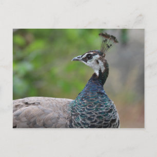 Peafowl Post Card