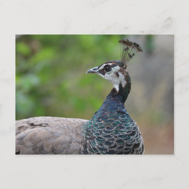 Peafowl Post Card (Front)