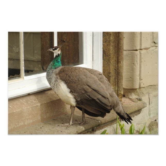 Peahen Admires Reflection Photo Print (Front)