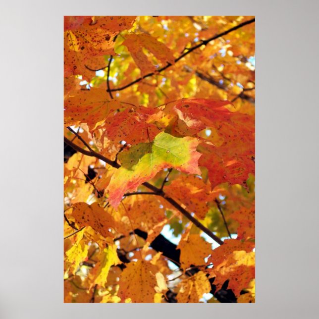 Peak Foliage Colours in Autumn Poster (Front)
