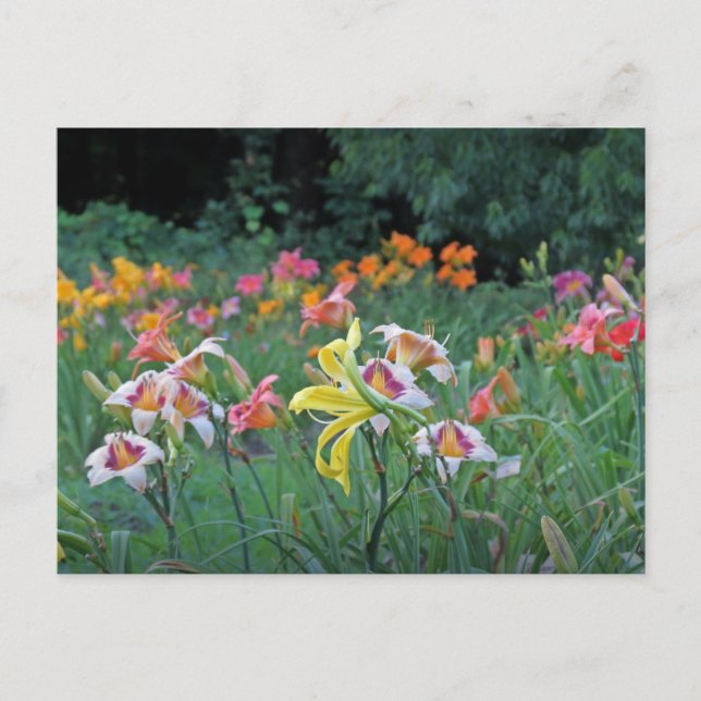 Peak Season Daylilies Postcard (Front)