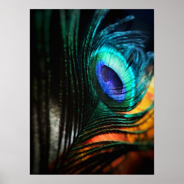 Peakcock Feather up close and Personal Poster (Front)
