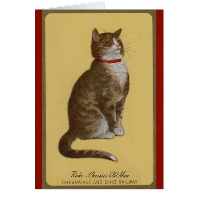 Peake, Chessie’s Old Man tomcat tabby cat (Front)