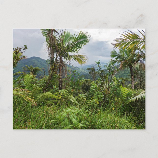Peaks and valleys of el yunque postcard (Front)