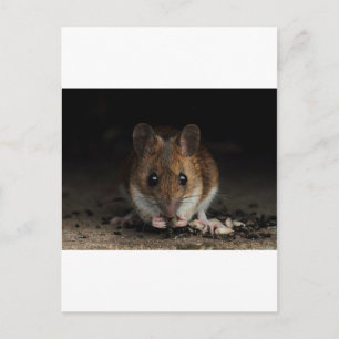 Peanut the Wood Mouse Postcard