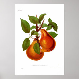Pear Beurre Durondeau Poster